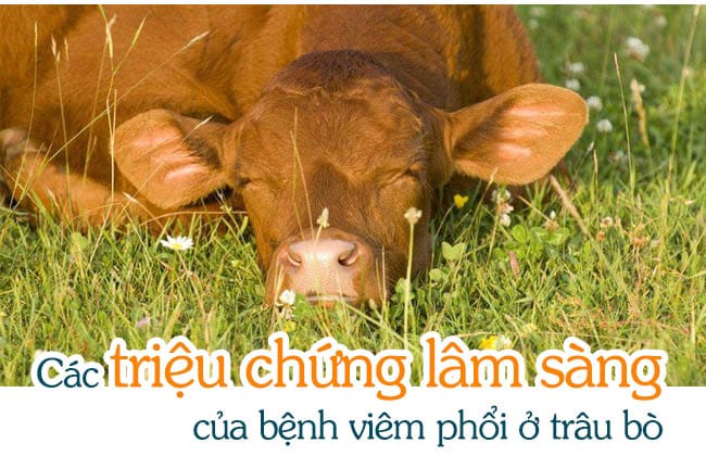Bệnh viêm phổi bò trâu các triệu chứng, phòng ngừa và kiểm soát 3 Các triệu chứng lâm sàng của bệnh viêm phổi ở trâu bò