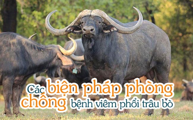 Bệnh viêm phổi bò trâu các triệu chứng, phòng ngừa và kiểm soát 4 Các biện pháp phòng, chống bệnh viêm phổi trâu bò