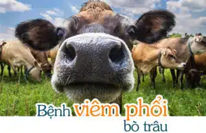 benh viem phoi bo trau