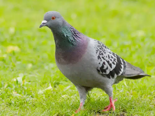 Hướng dẫn cách nuôi bồ câu thả rông 5 bo cau phap 1