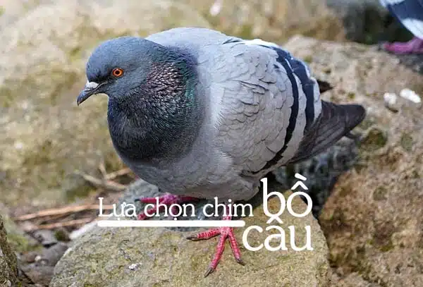 Hướng dẫn cách nuôi bồ câu thả rông 6 bo cau phap 2