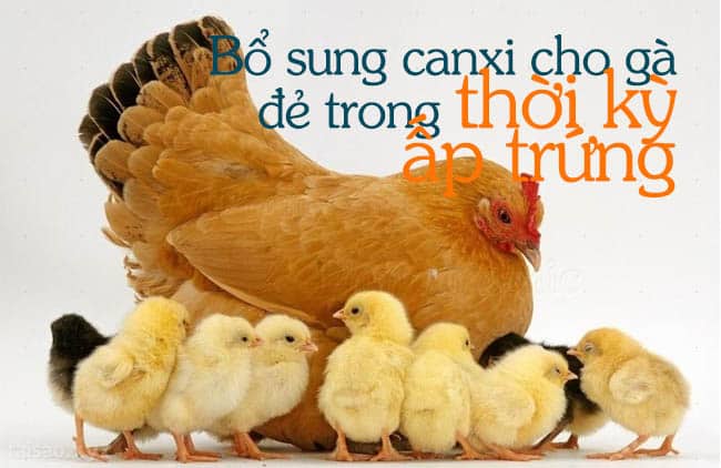 Cách bổ sung canxi cho gà đẻ cao sản? 2 Bổ sung canxi cho gà đẻ trong thời kỳ ấp trứng