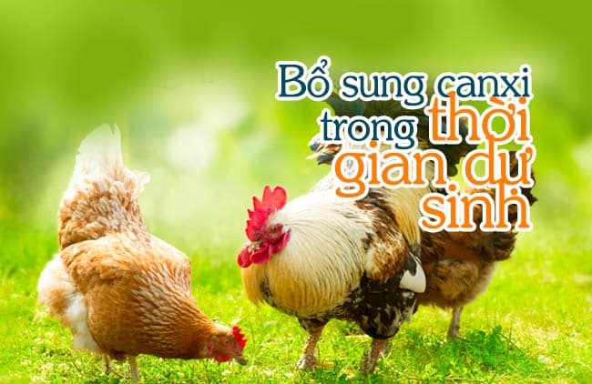 Cách bổ sung canxi cho gà đẻ cao sản? 4 Bổ sung canxi trong thời gian dự sinh của gà