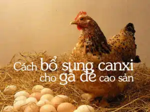 bo sung canxi cho ga de