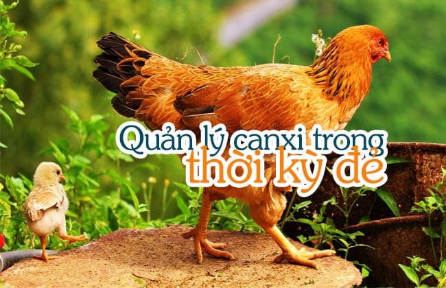 Cách bổ sung canxi cho gà đẻ cao sản? 5 Quản lý canxi trong thời kỳ đẻ
