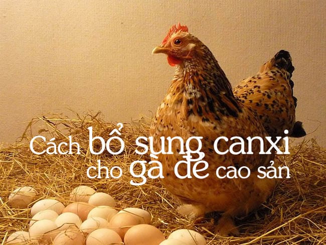 Cách bổ sung canxi cho gà đẻ cao sản? 1 Cách bổ sung canxi cho gà đẻ cao sản