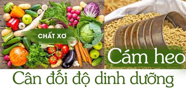 Heo nái bị táo bón, nguyên nhân và cách phòng tránh 4 các biện pháp phòng chống heo nái bị táo bón