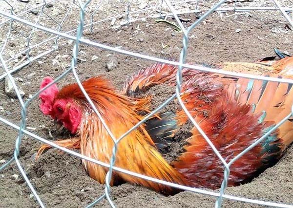 Mẹo nuôi gà: vai trò lót cát cho chuồng gà 3 Để gà tắm cát