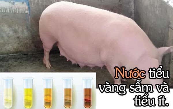 Heo nái bị táo bón, nguyên nhân và cách phòng tránh 2 Triệu chứng táo bón ở heo nái