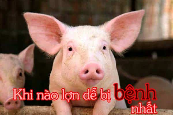 Khi nào lợn dễ bị bệnh nhất? Nguyên nhân khiến dịch bệnh phát triển mạnh 1 Khi nào lợn dễ bị bệnh nhất? Nguyên nhân khiến dịch bệnh phát triển mạnh