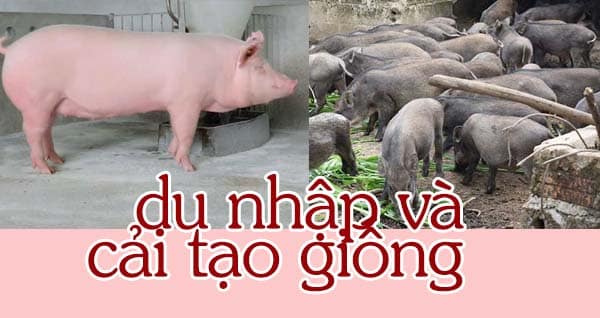 Khi nào lợn dễ bị bệnh nhất? Nguyên nhân khiến dịch bệnh phát triển mạnh 3 Lý do du nhập và cải tạo giống heo