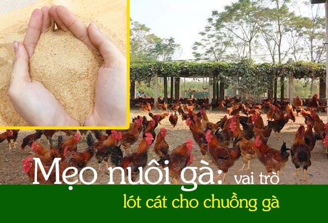 Mẹo nuôi gà: vai trò lót cát cho chuồng gà 1 Mẹo nuôi gà: vai trò lót cát cho chuồng gà