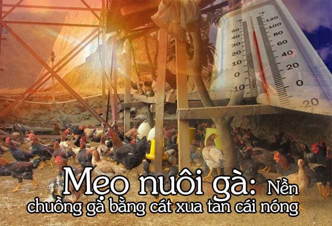 Mẹo nuôi gà: vai trò lót cát cho chuồng gà 2 Ưu điểm của lót cát cho chuồng gà