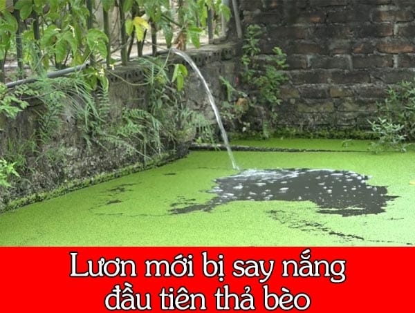 8 mẹo quản lý việc nuôi lươn ở nhiệt độ cao vào mùa hè 5 Phòng chống dịch bệnh trong quá trình nuôi lươn