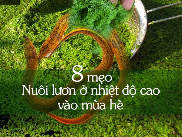 8 mẹo quản lý việc nuôi lươn ở nhiệt độ cao vào mùa hè 1 8 mẹo quản lý việc nuôi lươn ở nhiệt độ cao vào mùa hè