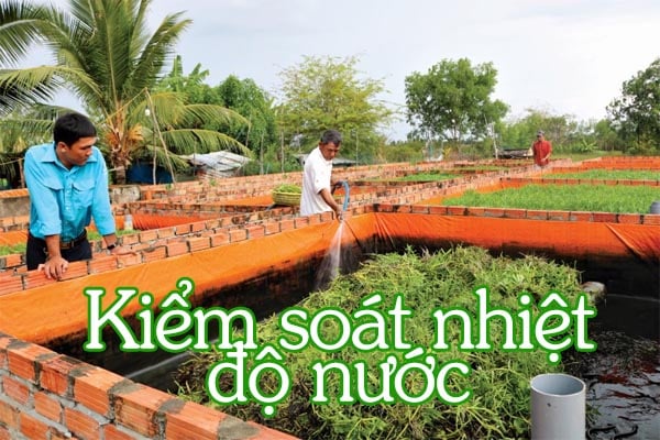 8 mẹo quản lý việc nuôi lươn ở nhiệt độ cao vào mùa hè 2 Kiểm soát nhiệt độ nước