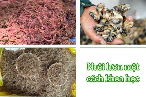 8 mẹo quản lý việc nuôi lươn ở nhiệt độ cao vào mùa hè 3 Nuôi lươn một cách khoa học