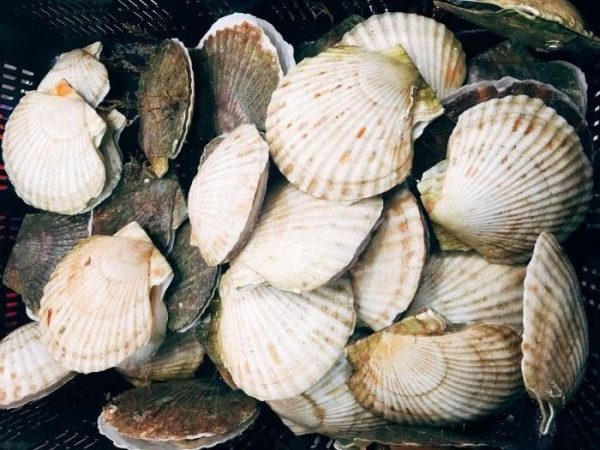 Bí quyết nuôi lợn cho lợn ăn những thứ này, vừa tiết kiệm tiền lại béo lên! 3 Bí quyết nuôi lợn loại thứ hai rau củ quả, vỏ sò