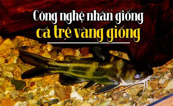 Cách nuôi cá trê vàng? Công nghệ nhân giống cá trê vàng giống 7 ca tre vang giong 1