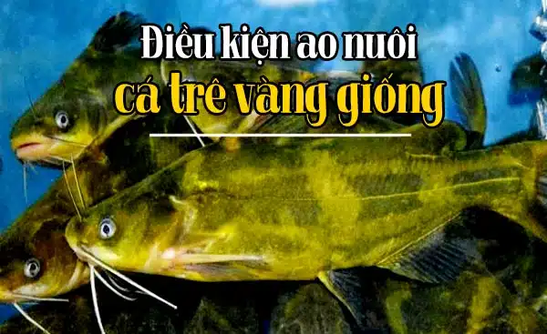 Cách nuôi cá trê vàng? Công nghệ nhân giống cá trê vàng giống 8 ca tre vang giong 2