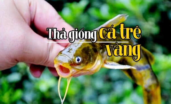 Cách nuôi cá trê vàng? Công nghệ nhân giống cá trê vàng giống 3 Thả giống cá trê vàng