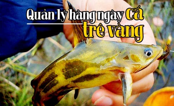Cách nuôi cá trê vàng? Công nghệ nhân giống cá trê vàng giống 5 Quản lý hàng ngày tình trạng cá trê vàng giống