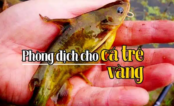 Cách nuôi cá trê vàng? Công nghệ nhân giống cá trê vàng giống 12 ca tre vang giong 5