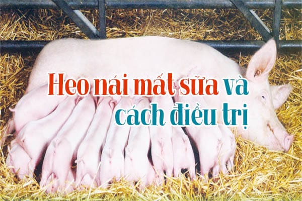 Mẹo hay mách bạn: Heo nái mất sữa và cách điều trị 1 Mẹo hay mách bạn: Heo nái mất sữa và cách điều trị
