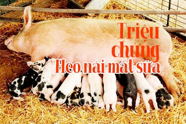 Mẹo hay mách bạn: Heo nái mất sữa và cách điều trị 2 Heo/Lợn nái đẻ mất sữa – Triệu chứng