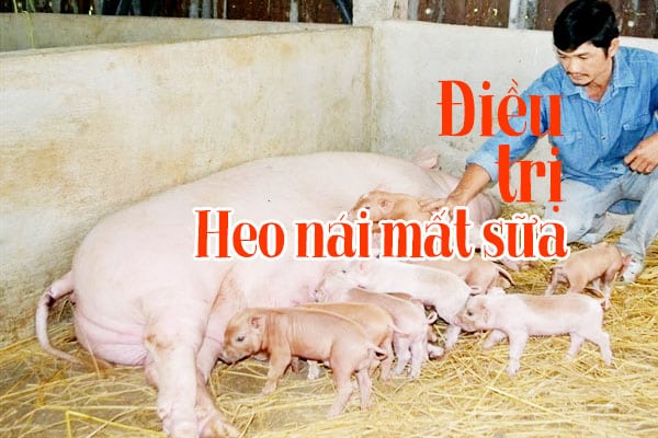 Mẹo hay mách bạn: Heo nái mất sữa và cách điều trị 3 Cách khắc phục điều trị mất sữa ở heo nái