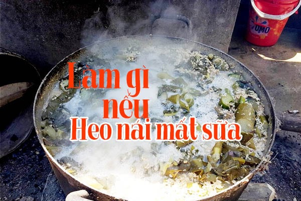 Mẹo hay mách bạn: Heo nái mất sữa và cách điều trị 4 Tôi phải làm gì nếu heo nái mất sữa không đủ sữa sau khi sinh