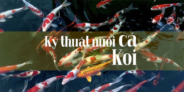 Kỹ thuật nuôi cá Koi: các vấn đề thường gặp phải với người mới và 8 cách giải quyết chúng 2 Loại Koi nào phù hợp cho người mới bắt đầu chơi?