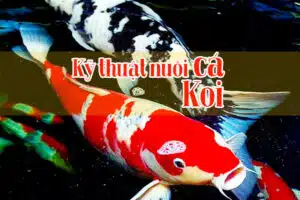 ki thuat nuoi ca koi 2