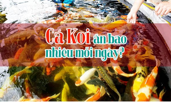 Kỹ thuật nuôi cá Koi: các vấn đề thường gặp phải với người mới và 8 cách giải quyết chúng 3 Kỹ thuật nuôi cá Koi: Cá Koi ăn bao nhiêu mỗi ngày?