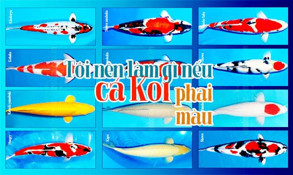 Kỹ thuật nuôi cá Koi: các vấn đề thường gặp phải với người mới và 8 cách giải quyết chúng 7 Cách nuôi cá koi: Tôi nên làm gì nếu cá Koi phai màu?