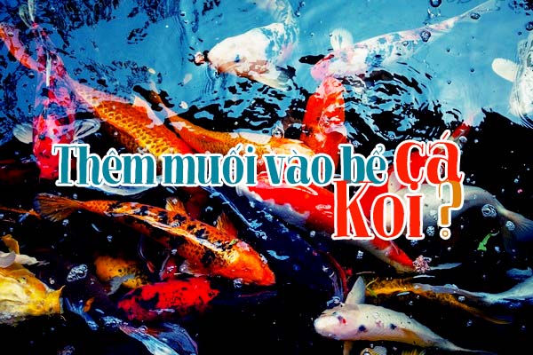 Kỹ thuật nuôi cá Koi: các vấn đề thường gặp phải với người mới và 8 cách giải quyết chúng 5 Có vấn đề gì khi thêm muối vào bể cá?