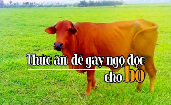Kiêng kỵ đối với gia súc: 5 loại thức ăn này rất dễ gây ngộ độc cho bò 1 Kiêng kỵ đối với gia súc: 5 loại thức ăn này rất dễ gây ngộ độc cho bò