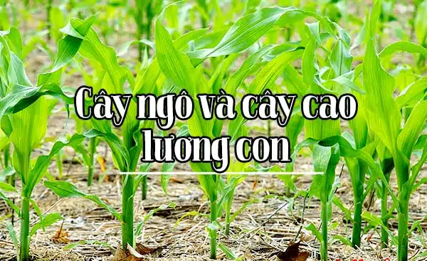 Kiêng kỵ đối với gia súc: 5 loại thức ăn này rất dễ gây ngộ độc cho bò 2 Cây ngô và cây cao lương con