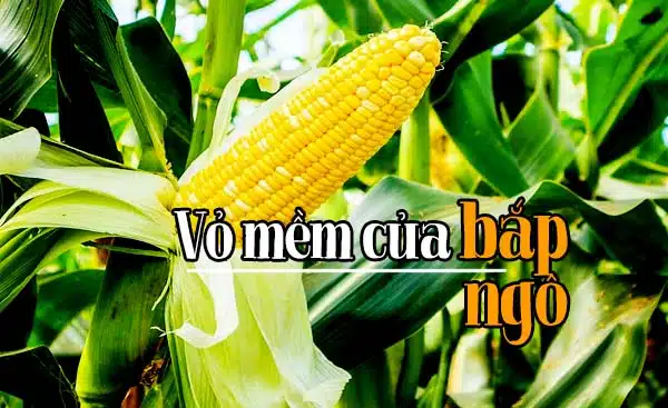 Kiêng kỵ đối với gia súc: 5 loại thức ăn này rất dễ gây ngộ độc cho bò 3 Phần vỏ mềm của bắp ngô
