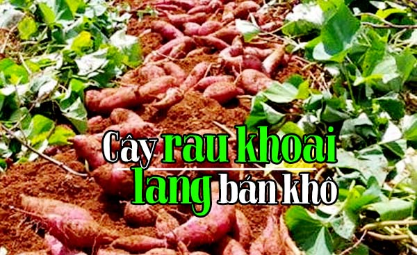 Kiêng kỵ đối với gia súc: 5 loại thức ăn này rất dễ gây ngộ độc cho bò 4 Cây rau khoai lang bán khô
