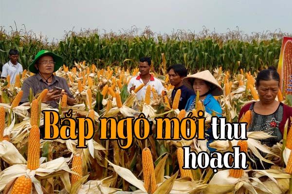 Kiêng kỵ đối với gia súc: 5 loại thức ăn này rất dễ gây ngộ độc cho bò 5 Bắp ngô mới thu hoạch