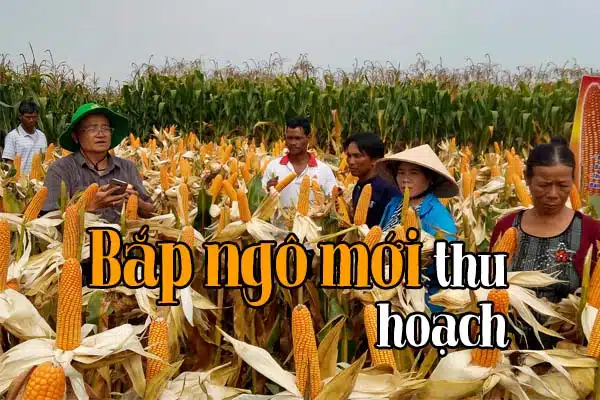 Kiêng kỵ đối với gia súc: 5 loại thức ăn này rất dễ gây ngộ độc cho bò 5 Bắp ngô mới thu hoạch