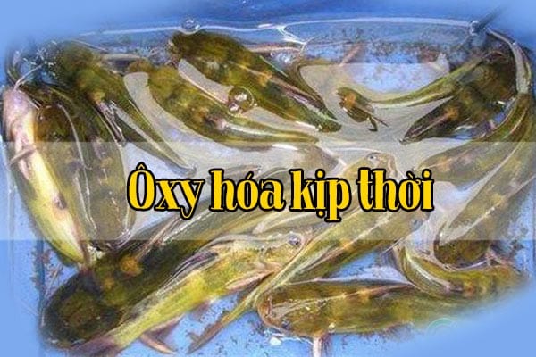 Quy trình kiểm soát dịch bệnh và quản lý thức ăn cho cá trê vàng 2 Ôxy hóa kịp thời