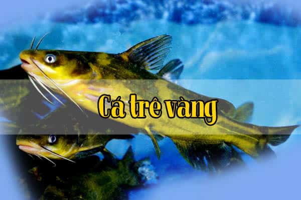 Quy trình kiểm soát dịch bệnh và quản lý thức ăn cho cá trê vàng 1 Quy trình kiểm soát và quản lý thức ăn cho cá trê vàng