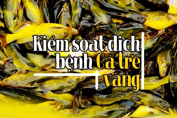 Quy trình kiểm soát dịch bệnh và quản lý thức ăn cho cá trê vàng 4 Kiểm soát dịch bệnh cho cá trê vàng