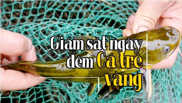 Quy trình kiểm soát dịch bệnh và quản lý thức ăn cho cá trê vàng 5 Giám sát ngày đêm Cá trê vàng