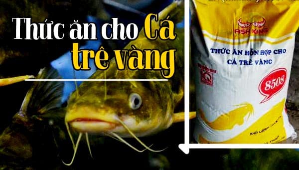 Quy trình kiểm soát dịch bệnh và quản lý thức ăn cho cá trê vàng 3 Quản lý thức ăn cho cá trê vàng