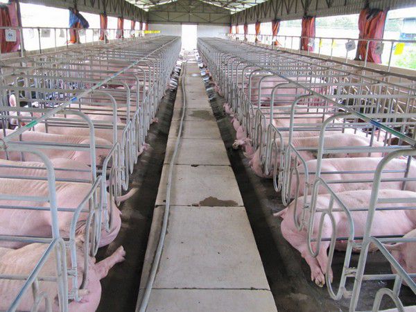 Cách khử mùi hôi ở chuồng heo cực kỳ hiệu quả, an toàn 3 Công dụng của BO-NOLA Em Nông Lâm