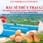 Bác sĩ Thú Y 1 Công ty TNHH Bel Gà