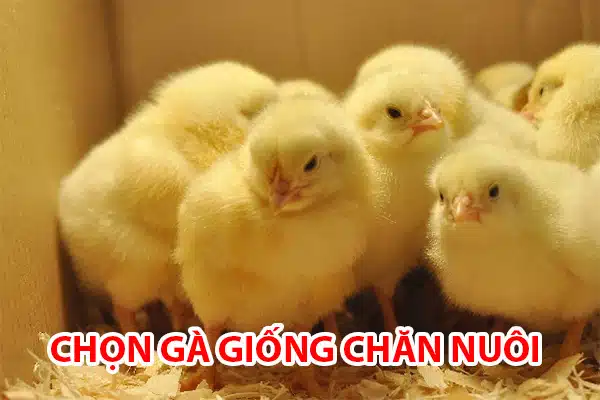 ga giong chuan